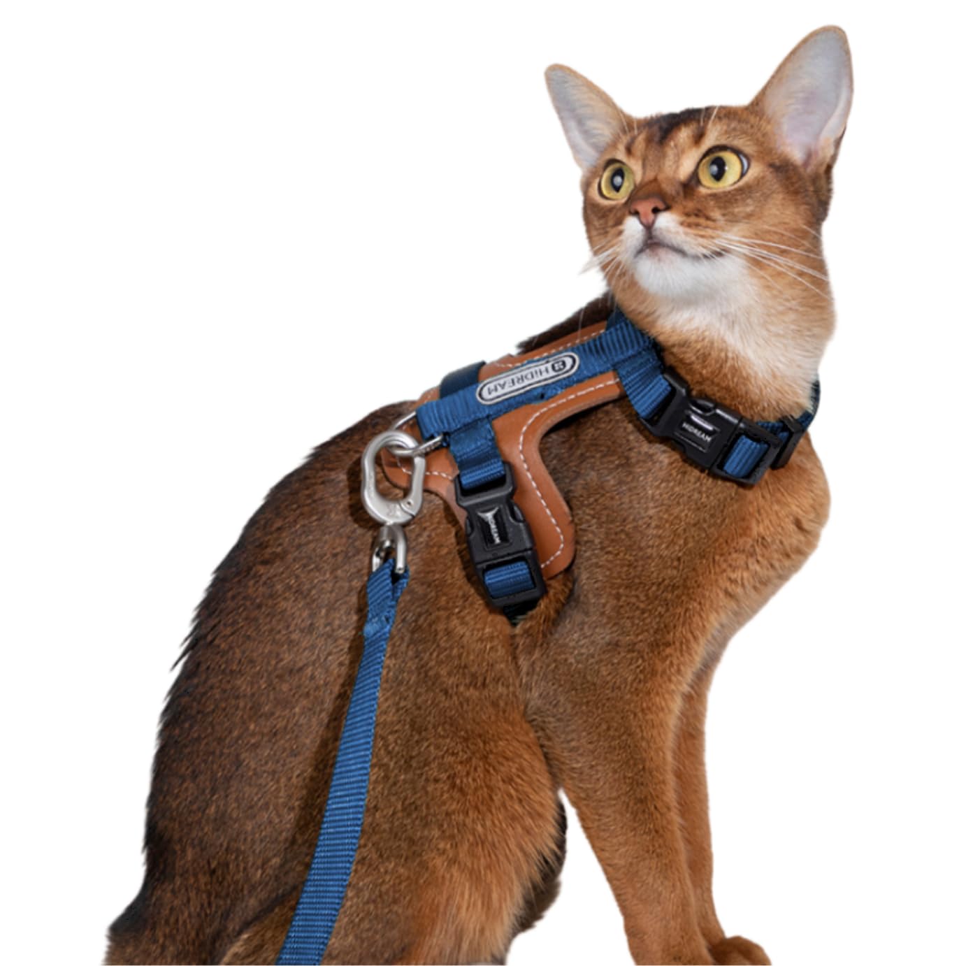 Amazon | Lucky Friends 抜けない 猫 ハーネス リード付き 散歩用